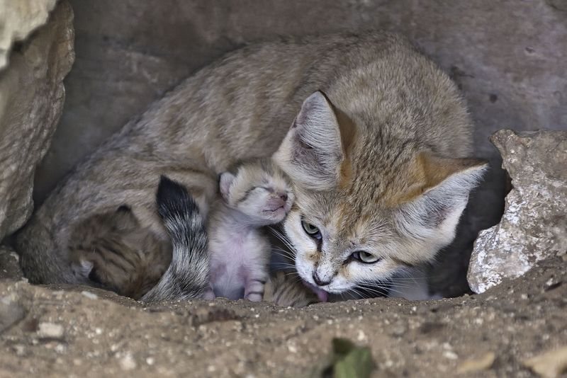 Illustration for article titled Surprise Sand Kittens are the Best Sand Kittens